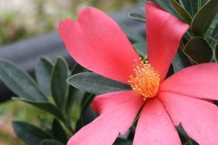 高州四季茶花喜阴还是喜阳