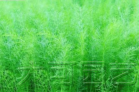 七月份能种茴香吗