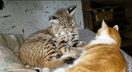 猫认怂是什么表现