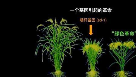 什么是基因资源
