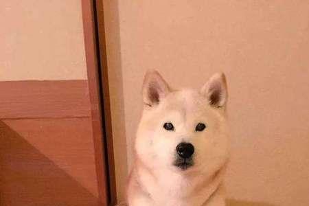 如何让狗快速换毛