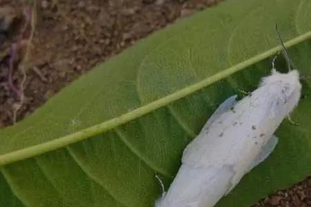 赤霉素在桃树上使用