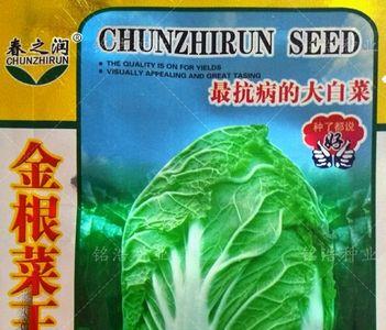 大白菜油绿8号品种有何特点
