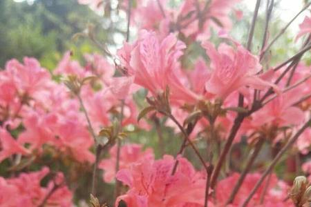百花齐绽的意思