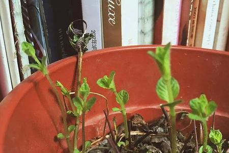 薄荷花谢以后多久种子可以成熟