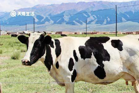 牛奶和奶牛是近义词吗