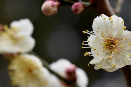 山东的梅花几月开