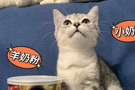 一个半月大的猫喝多少克奶粉