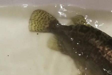 洛河里为什么有鳜鱼