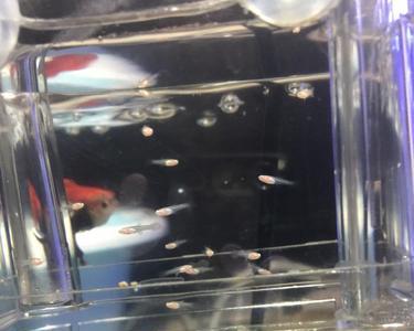 刚生的孔雀鱼为什么趴着不动