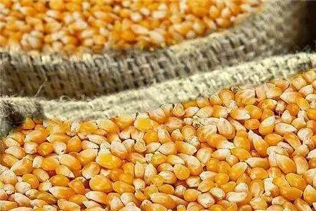 玉米熟化什么意思