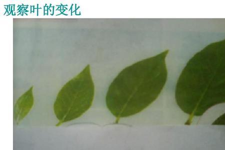 什么的绿叶填空3年级