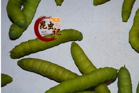 豆虫蛾喜欢什么光线