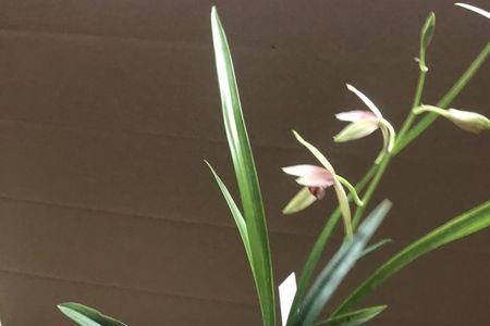 建兰小国魂什么时候开花
