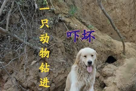 找个洞钻进去什么意思