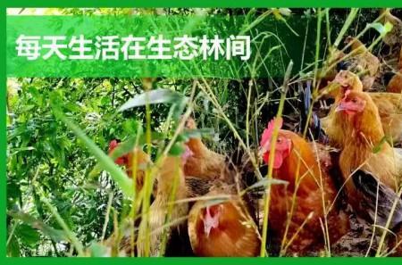 散养时代大结局