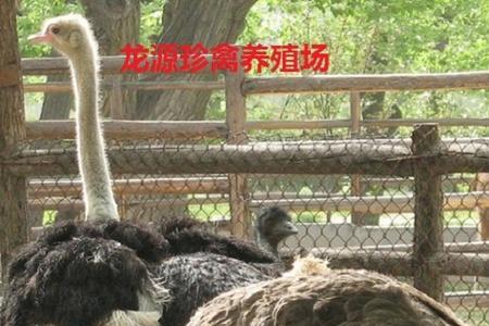 鸵鸟肉多少元一斤
