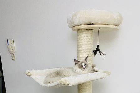 猫爬架推荐便宜好用大号