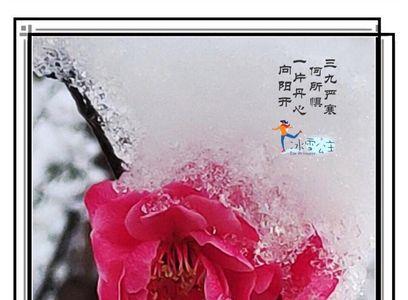 红梅妃是谁写的