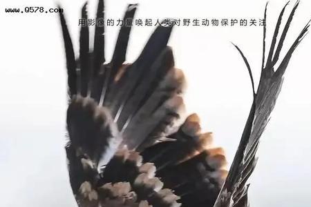 与雄鹰相对的动物