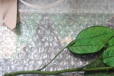 玫瑰花没有枝条是怎么回事