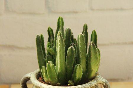 犀牛花叫什么