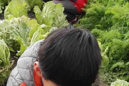 冬季拔萝卜的正确方法