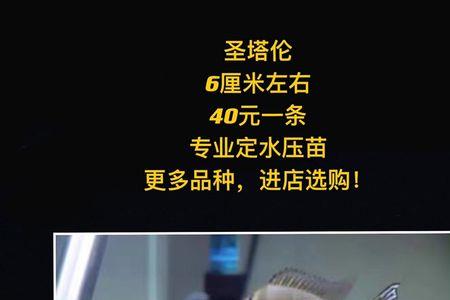 圣塔伦月亮鱼寿命