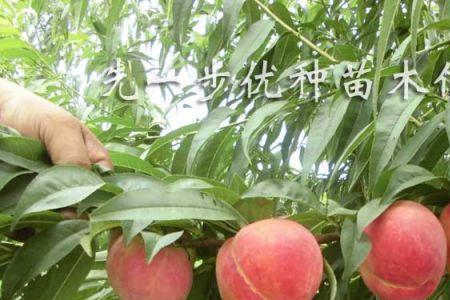 山西毛桃好吃吗