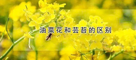油菜花的花瓣怎么形容