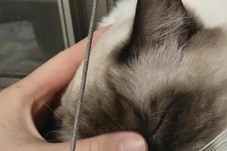 猫咪很乖是什么原因