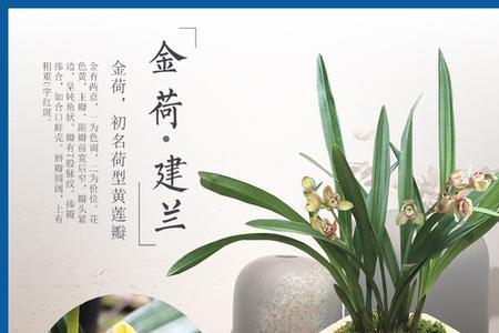 建兰金荷为什么有的便宜有的贵