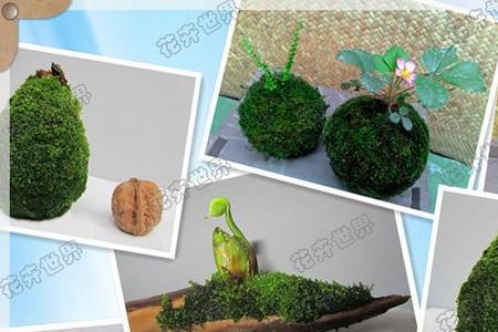 秋苔与青苔的区别