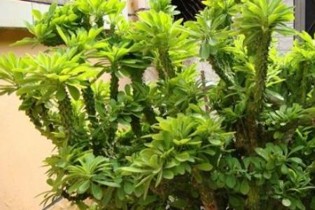 中华掌会开花吗