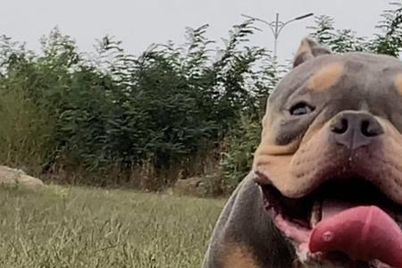 三个月恶霸犬怎么喂养