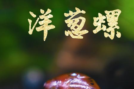 蜜蜂角螺需要过水吗