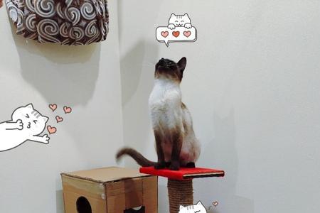 猫在猫爬架撒尿怎么处理