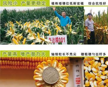 先达601玉米种