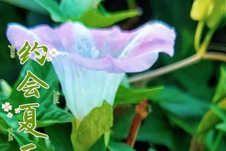 牵牛花夏季的正确养护方法