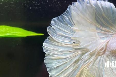 斗鱼海盐有什么用