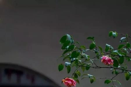 浅尝人间苦什么意思