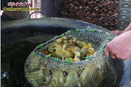 买卖死鸭子犯法吗