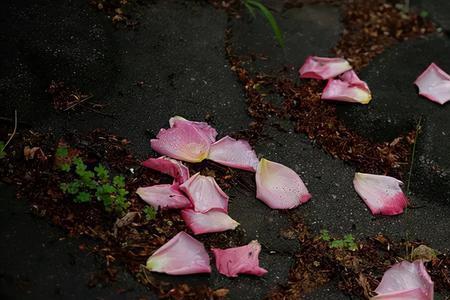 花落人亡意思