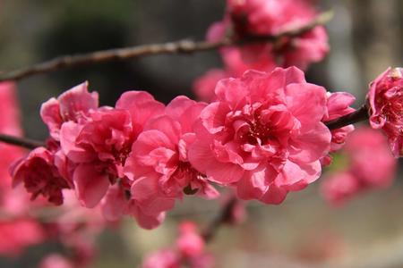 春天来了桃花开了下一句是什么