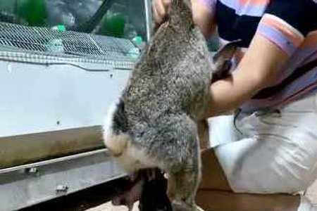 兔子警长生宝宝了吗
