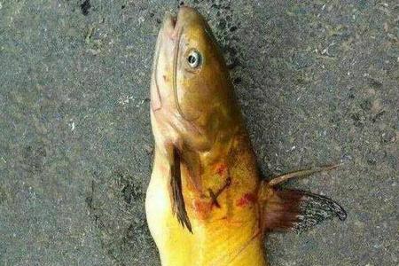 野钓的黄鸭叫很容易死怎么办