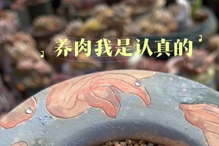 多肉玻璃樽是什么品种
