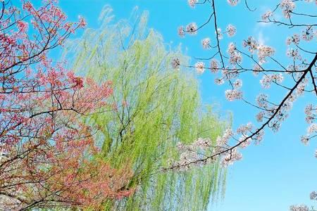 春天和别的季节有什么不同