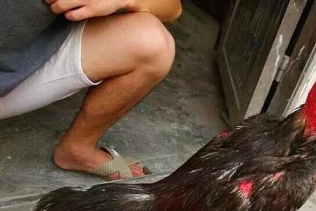 为什么自家的斗鸡打不过本地鸡