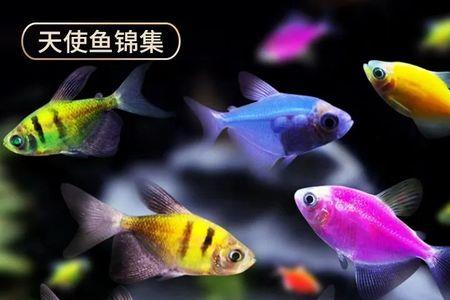 天使鱼是不是热带鱼
